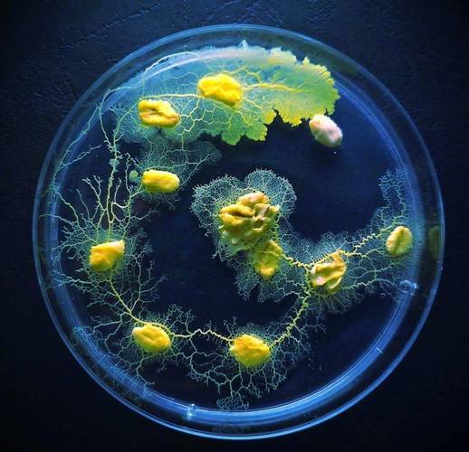 也面临着成本高,研发时间长,难以量产等特殊挑战,但是生物基材料确实